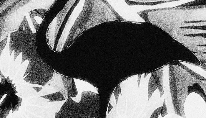 Black-Flamingo