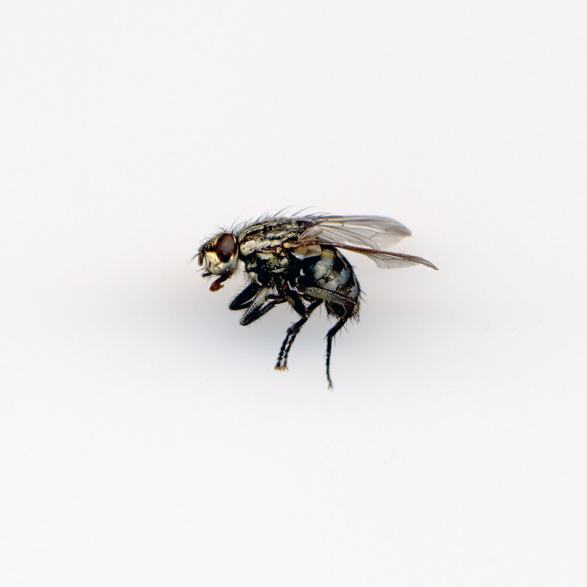 Déjà-vu (2025) - SP