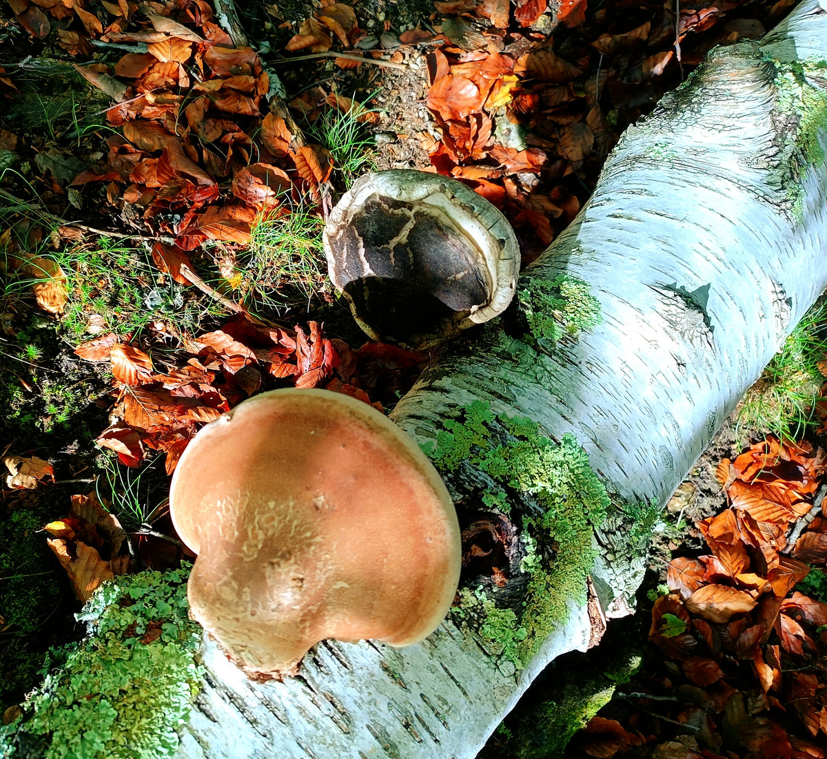 No One Like You (2025)